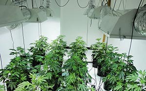 grow shop cannabis