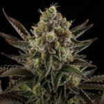 Dinafem White Widow Femminilizzata