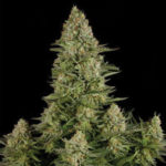 Dinafem White Widow Femminilizzata