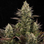 Dinafem White Widow Femminilizzata