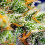 Sweet Seeds Crystal Candy XL Auto
