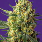 Sweet Seeds Crystal Candy XL Auto
