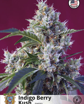 Sweet Seeds | Indigo Berry Kush