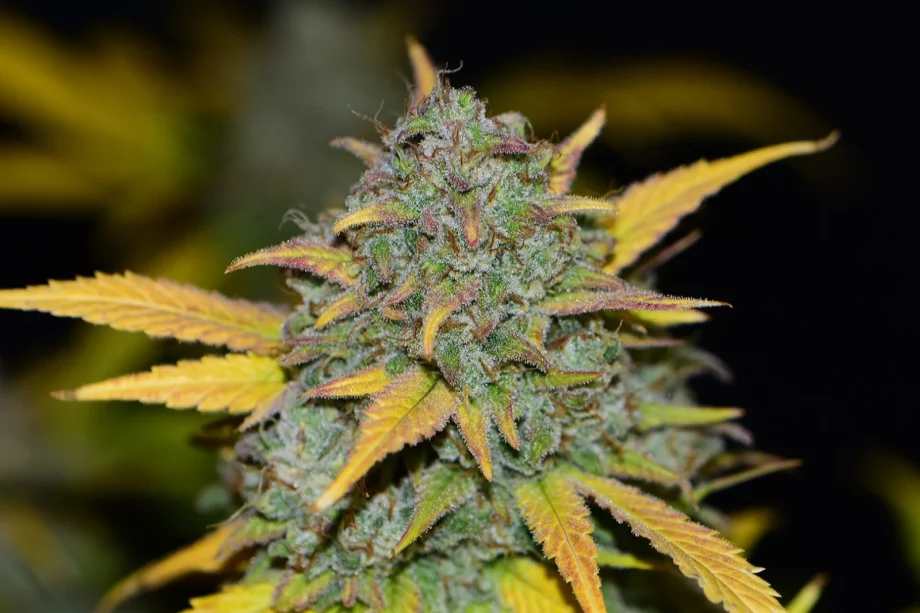 Fast Buds Gelato Auto