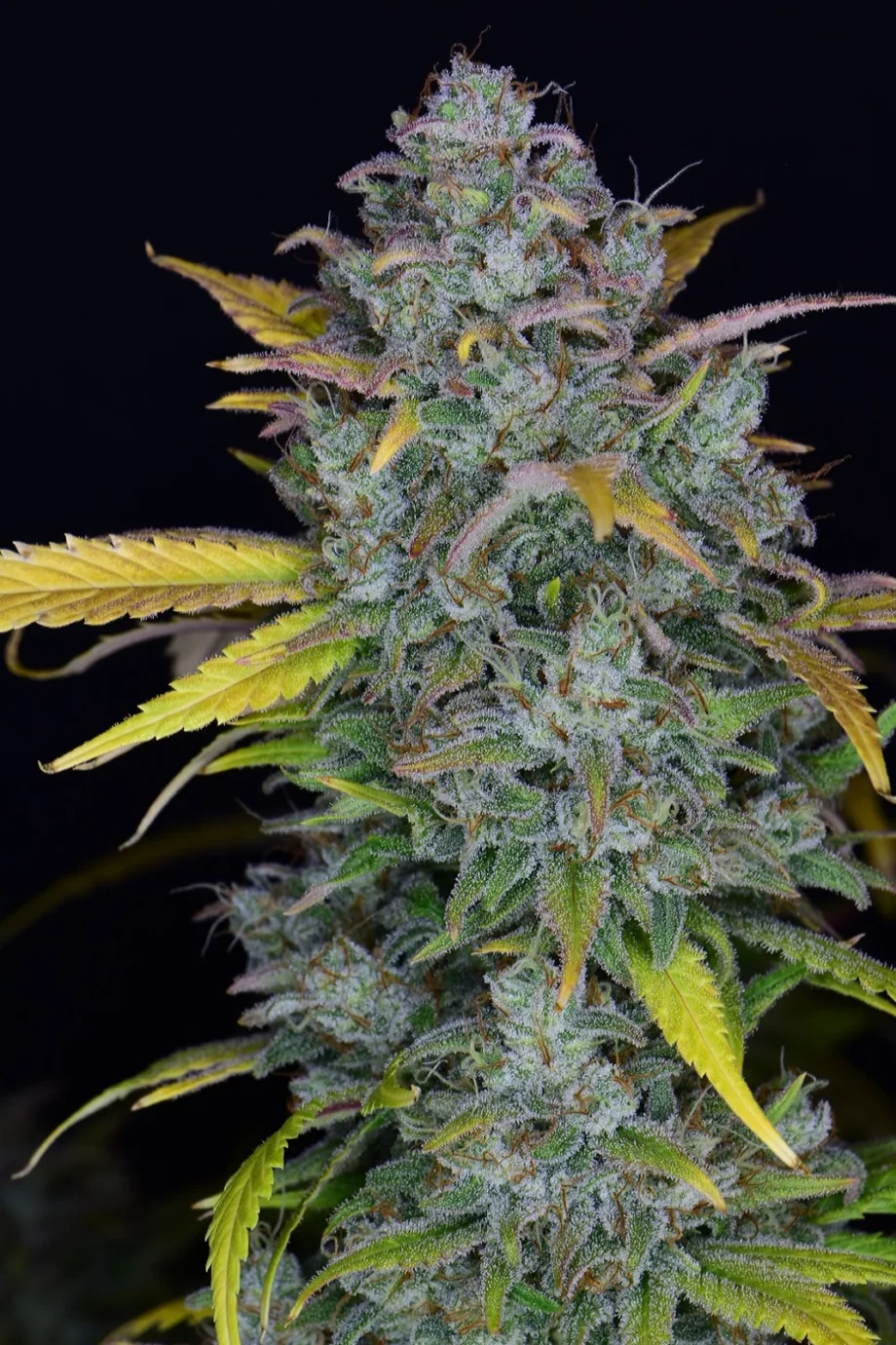Fast Buds Gelato Auto