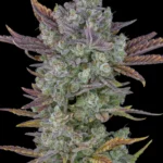 Fast Buds Gorilla Cookies Auto