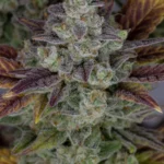 Fast Buds Gorilla Cookies Auto