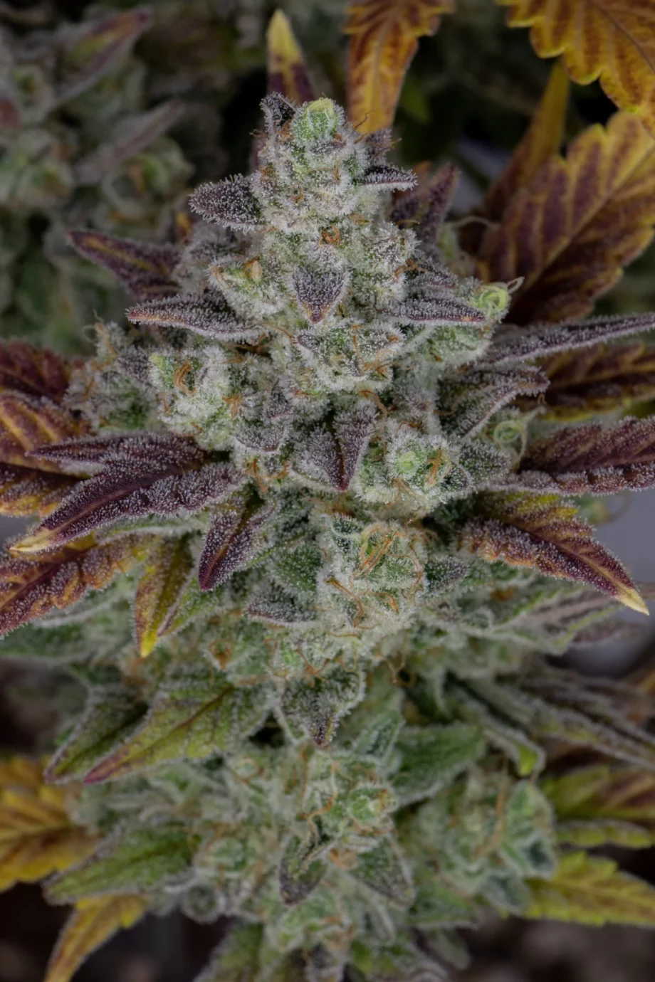 Fast Buds Gorilla Cookies Auto
