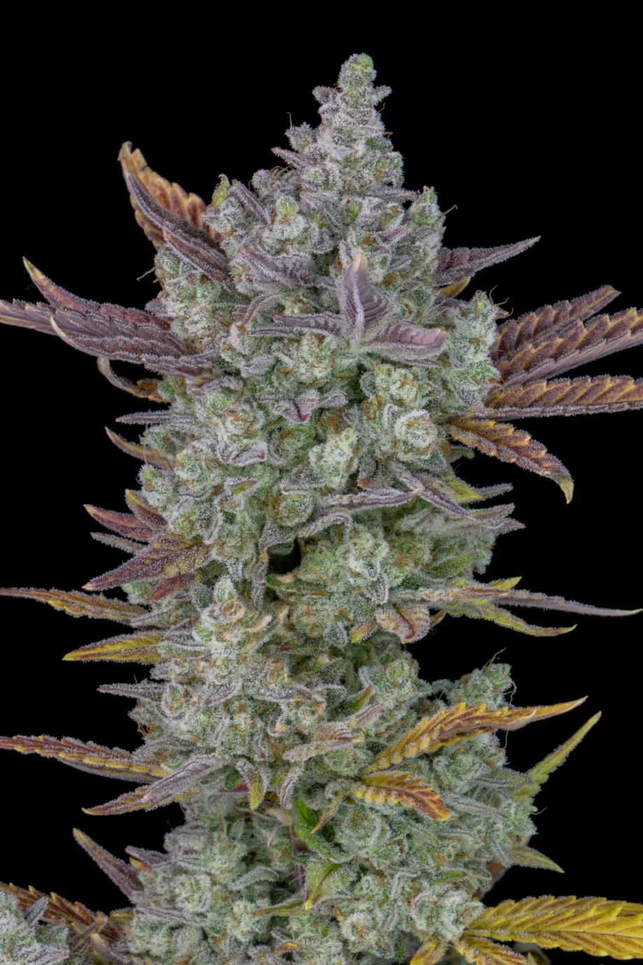 Fast Buds Gorilla Cookies Auto
