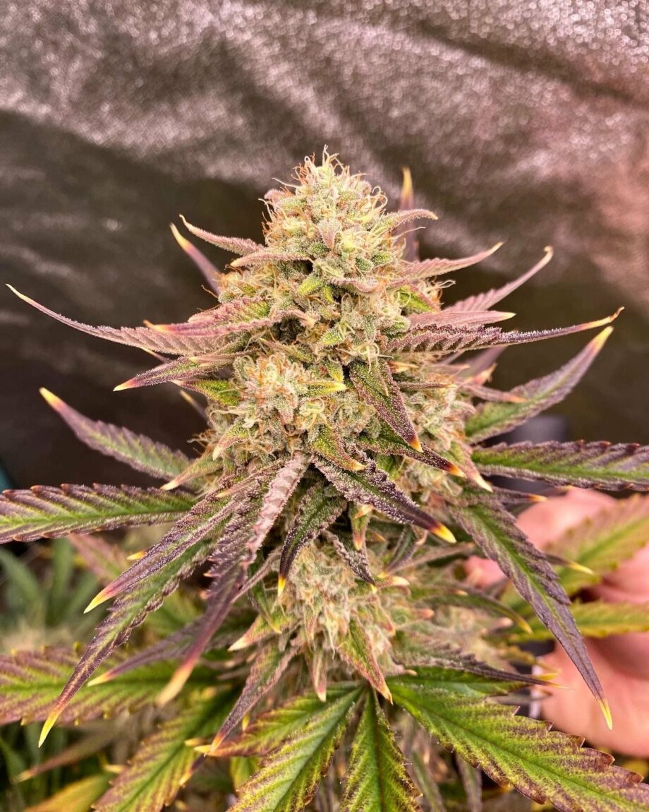 Fast Buds Guava Auto