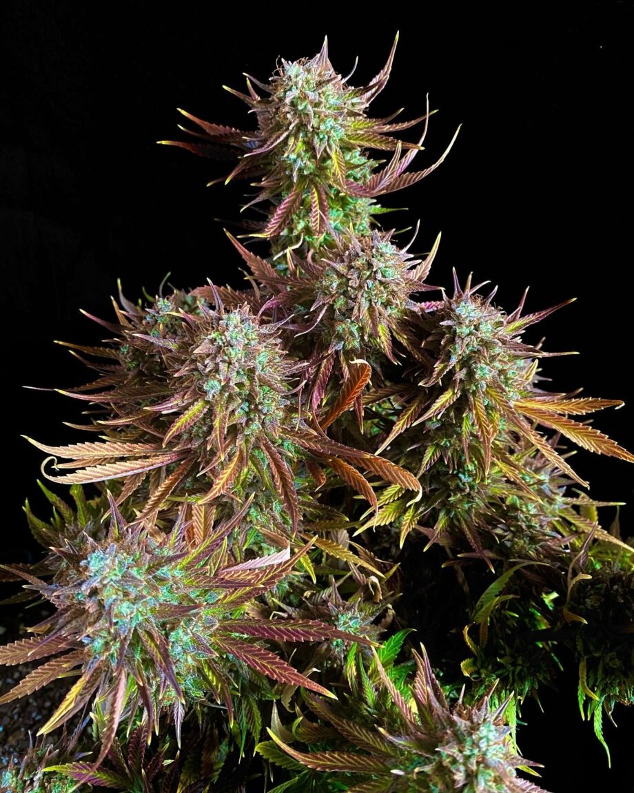 Fast Buds Guava Auto