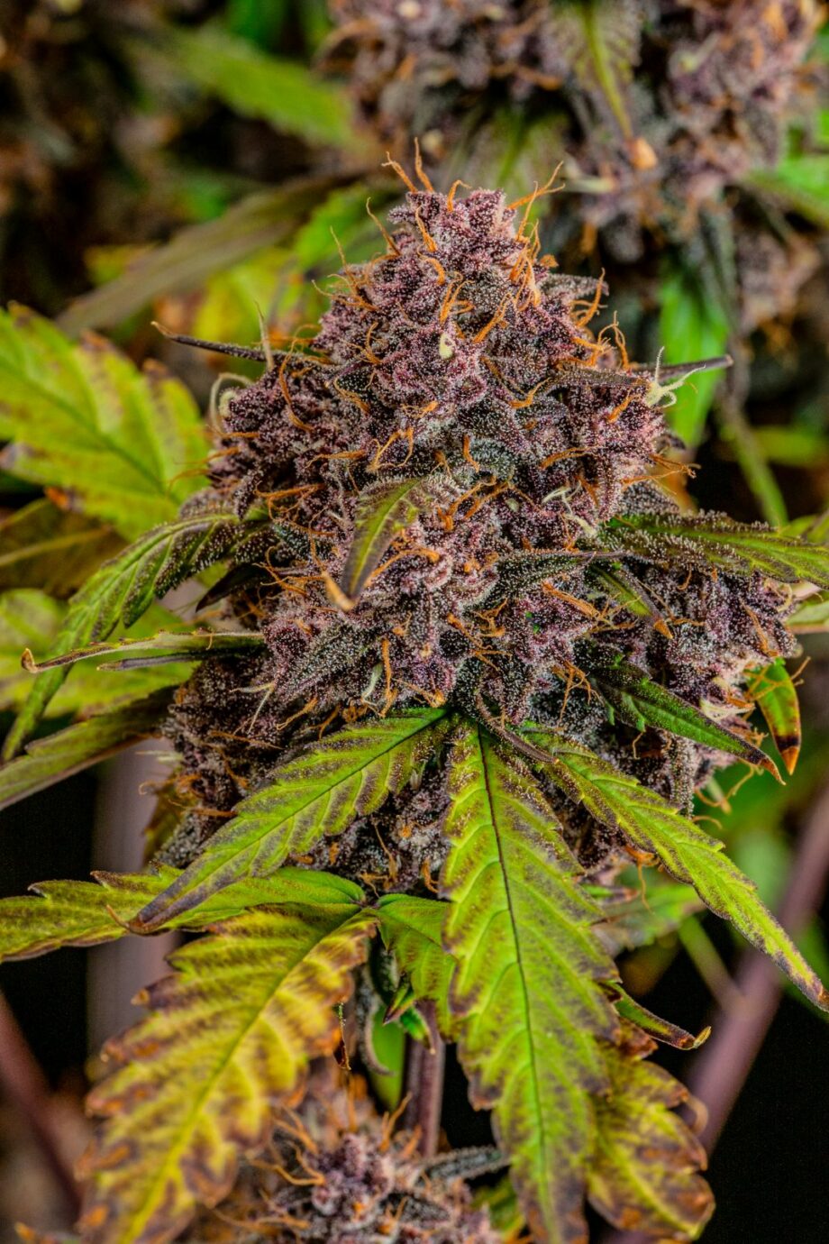 Fast Buds Lemon Cherry Cookies Auto