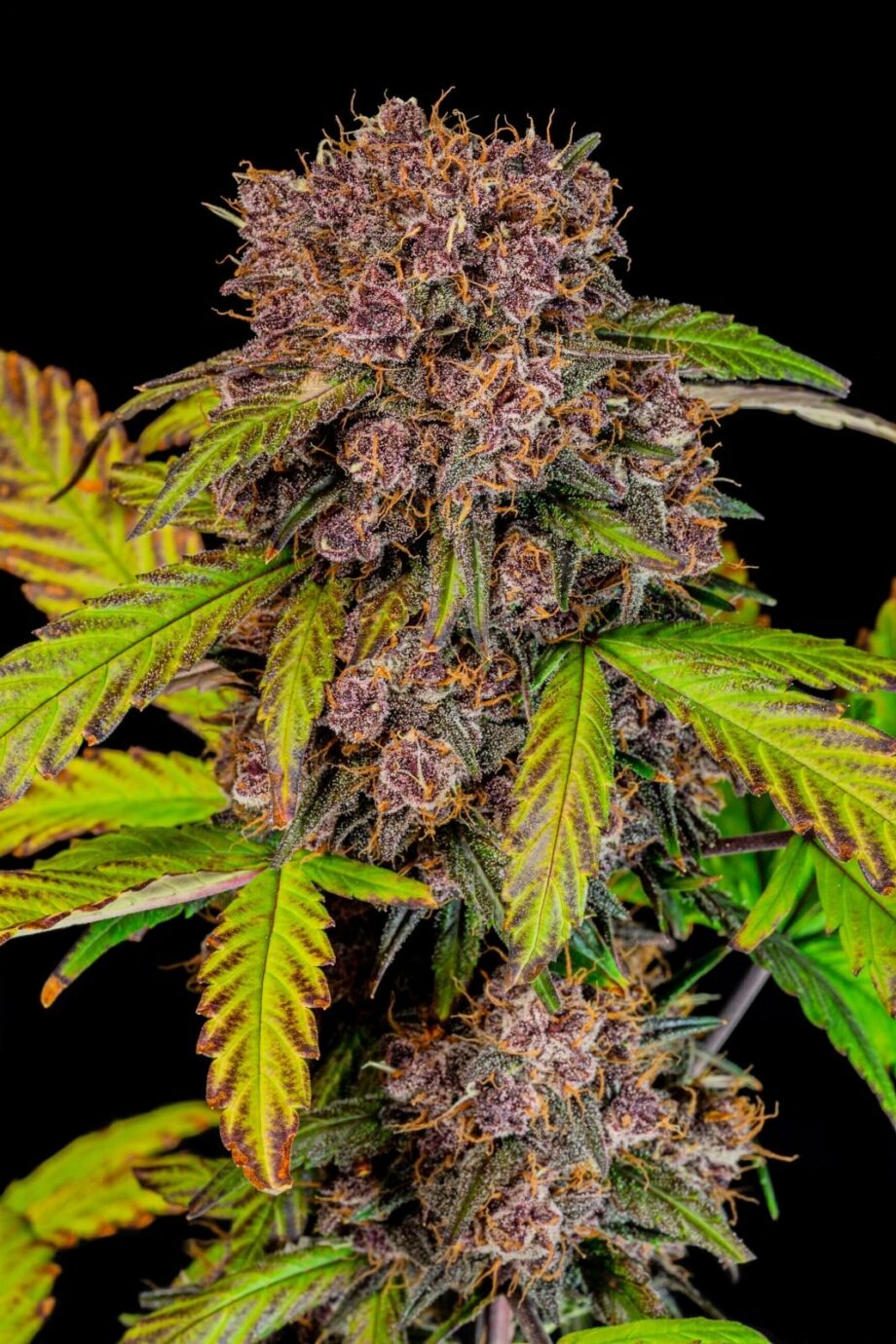 Fast Buds Lemon Cherry Cookies Auto
