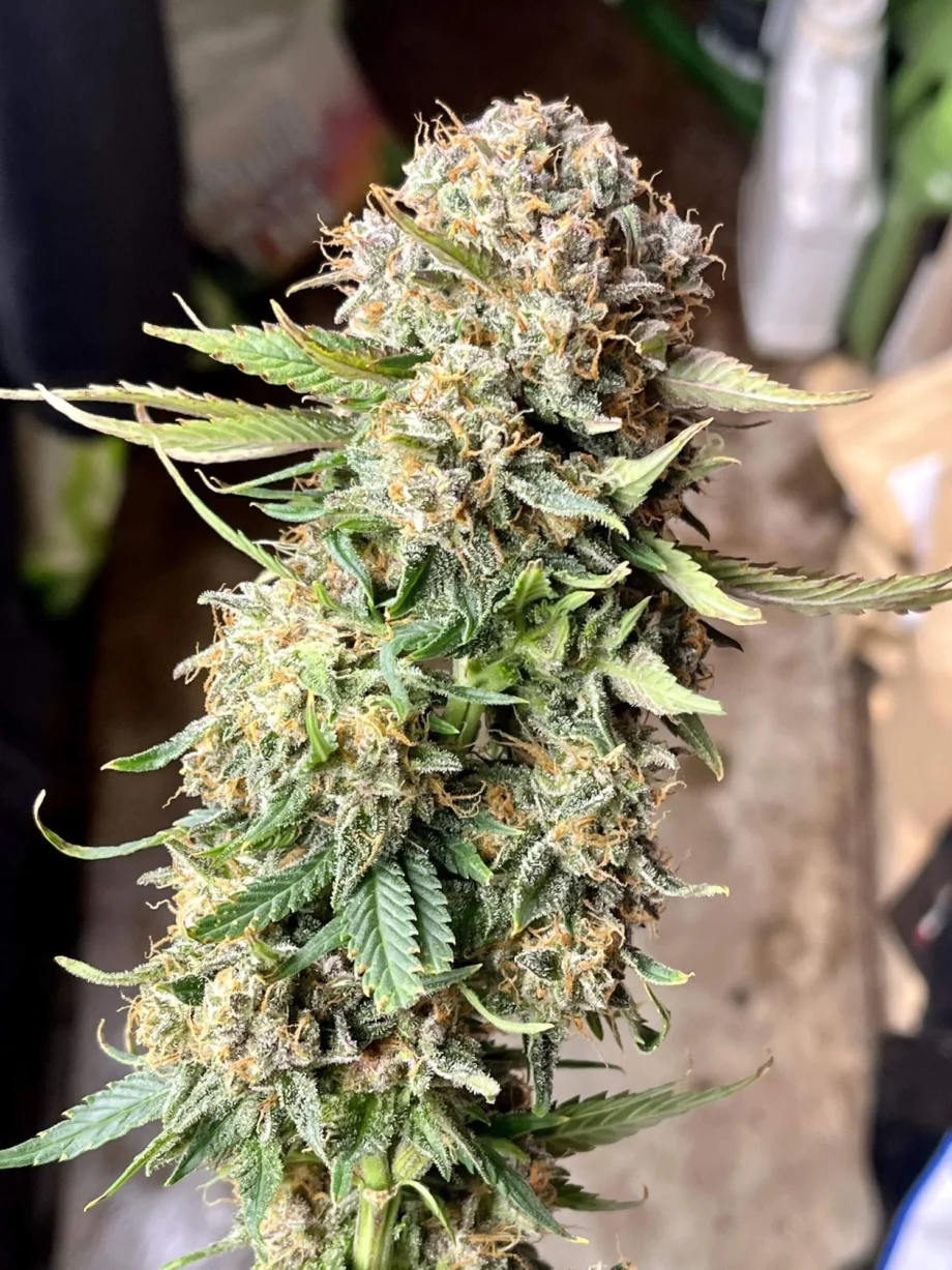 Fast Buds Sour Jealousy Auto