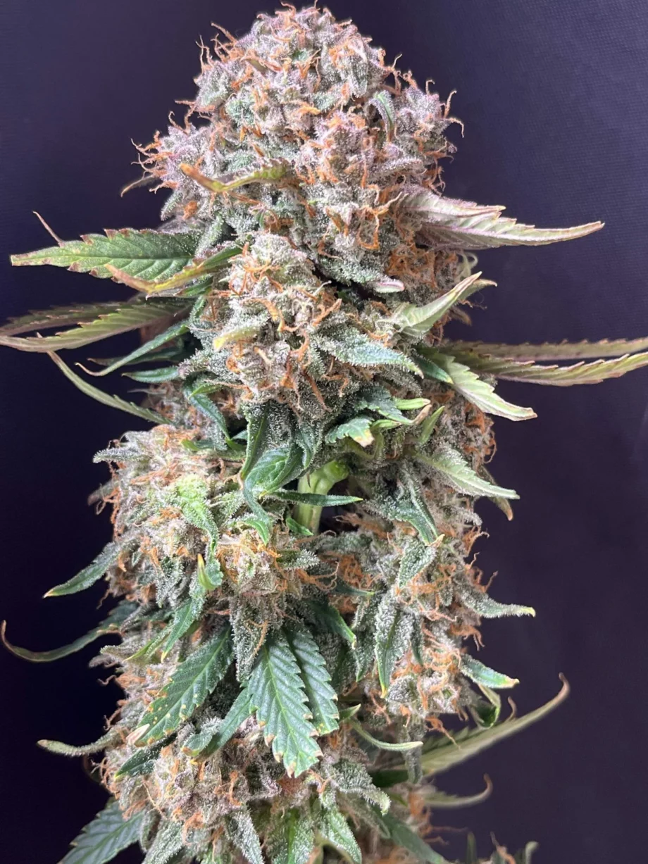 Fast Buds Sour Jealousy Auto