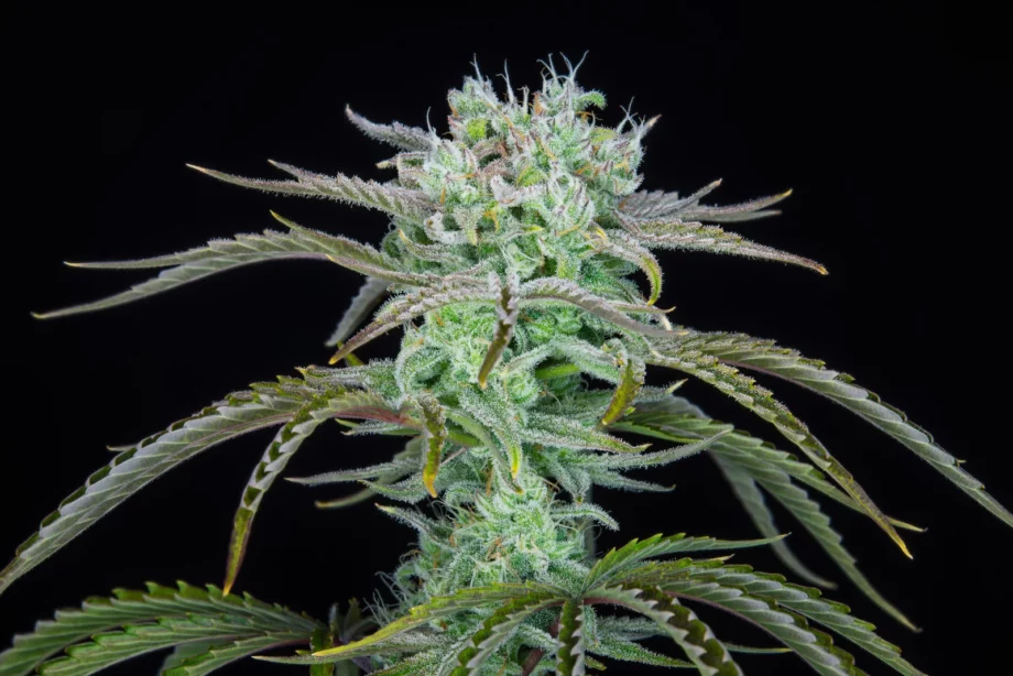 Fast Buds Strawberry Banana Auto