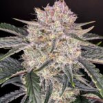 Fast Buds Strawberry Gorilla Auto