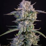 Fast Buds Strawberry Gorilla Auto