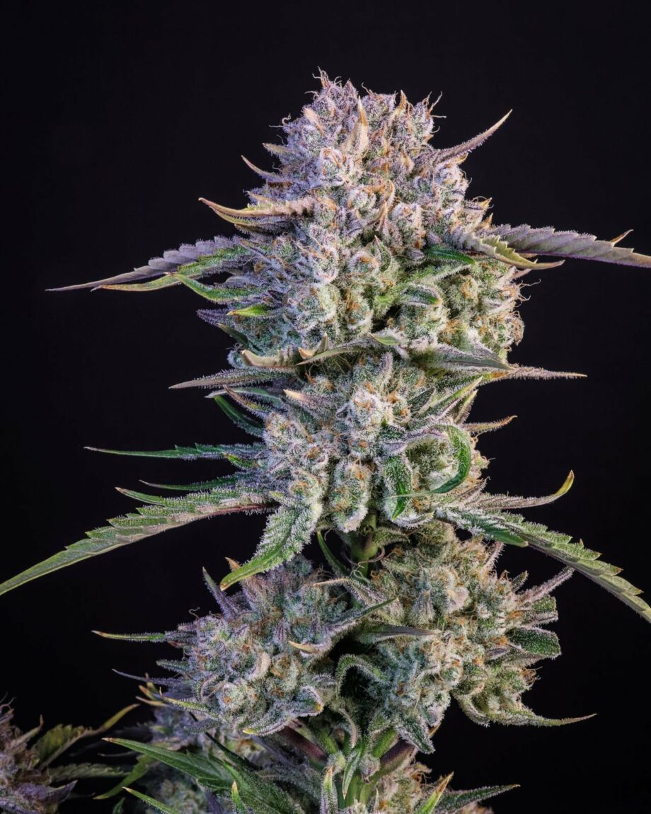 Fast Buds Strawberry Gorilla Auto