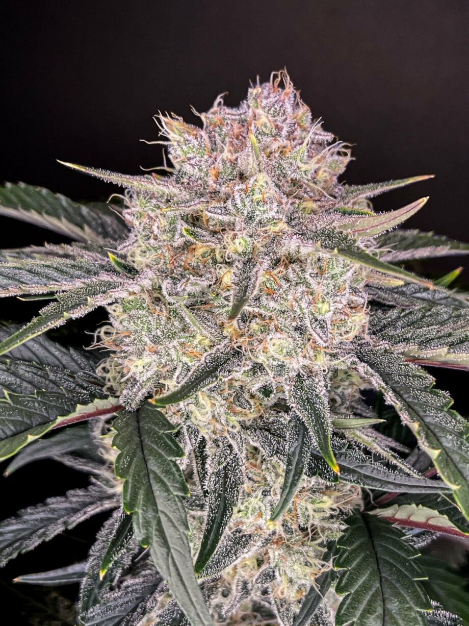 Fast Buds Strawberry Gorilla Auto