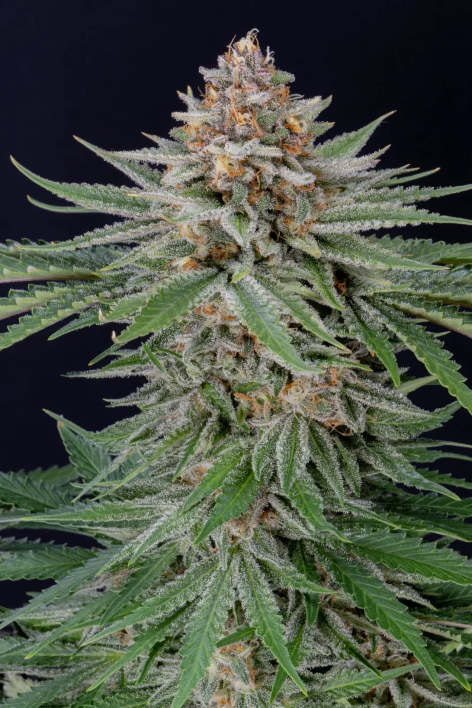 Fast Buds Strawberry Pie Auto