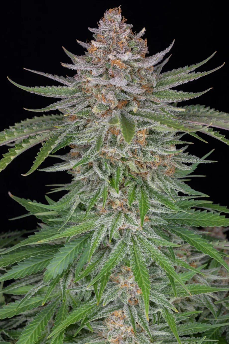 Fast Buds Strawberry Pie Auto