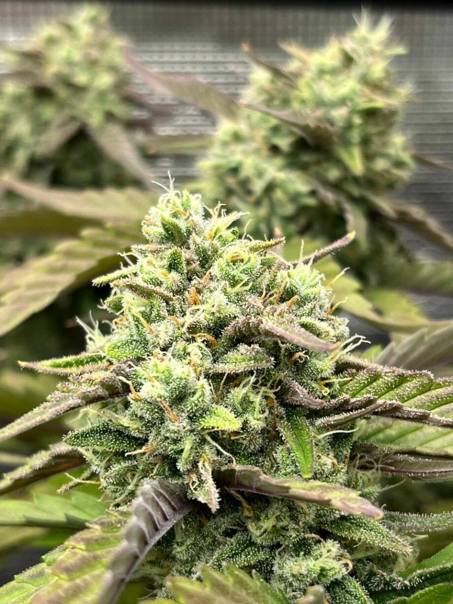 Fast Buds Tropicana Cookies Auto