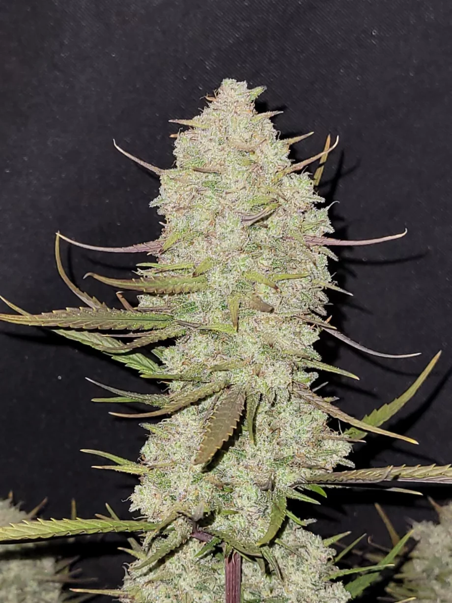 Fast Buds Tropicana Cookies Auto