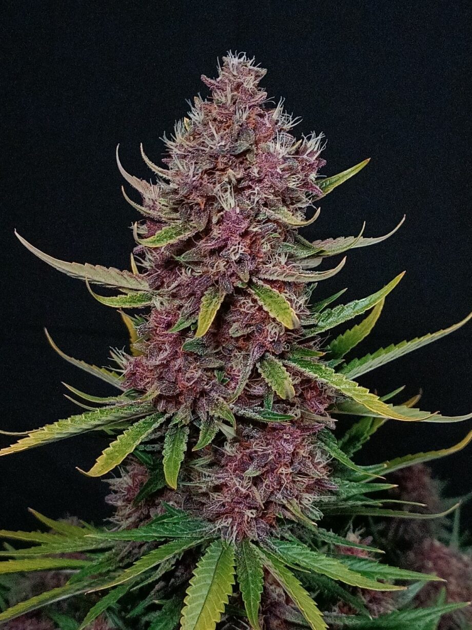 Fast Buds Ztrawberriez Auto