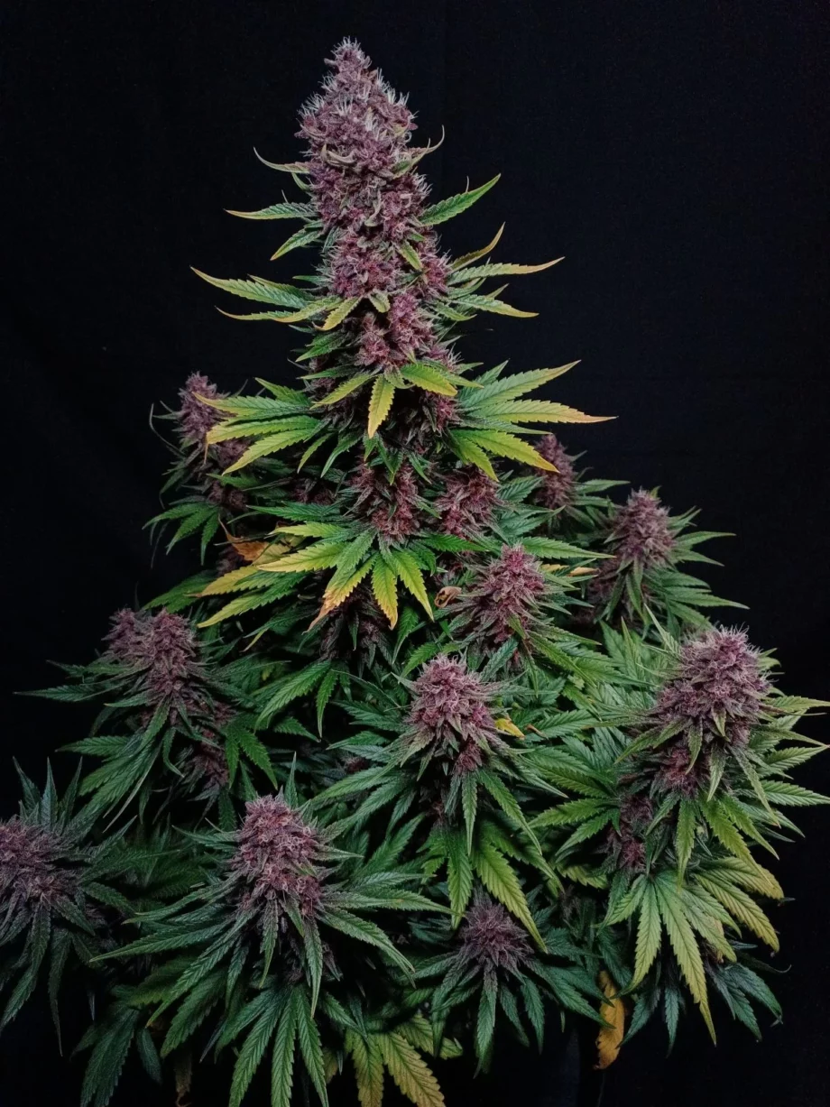 Fast Buds Ztrawberriez Auto