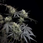 Fast Buds Pound Cake Auto