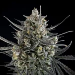 Fast Buds Pound Cake Auto