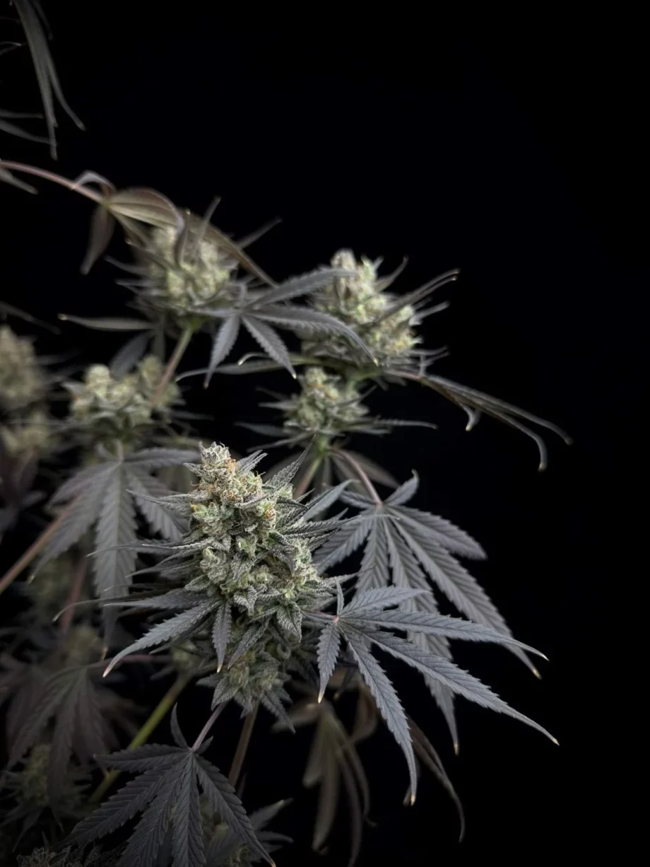 Fast Buds Pound Cake Auto