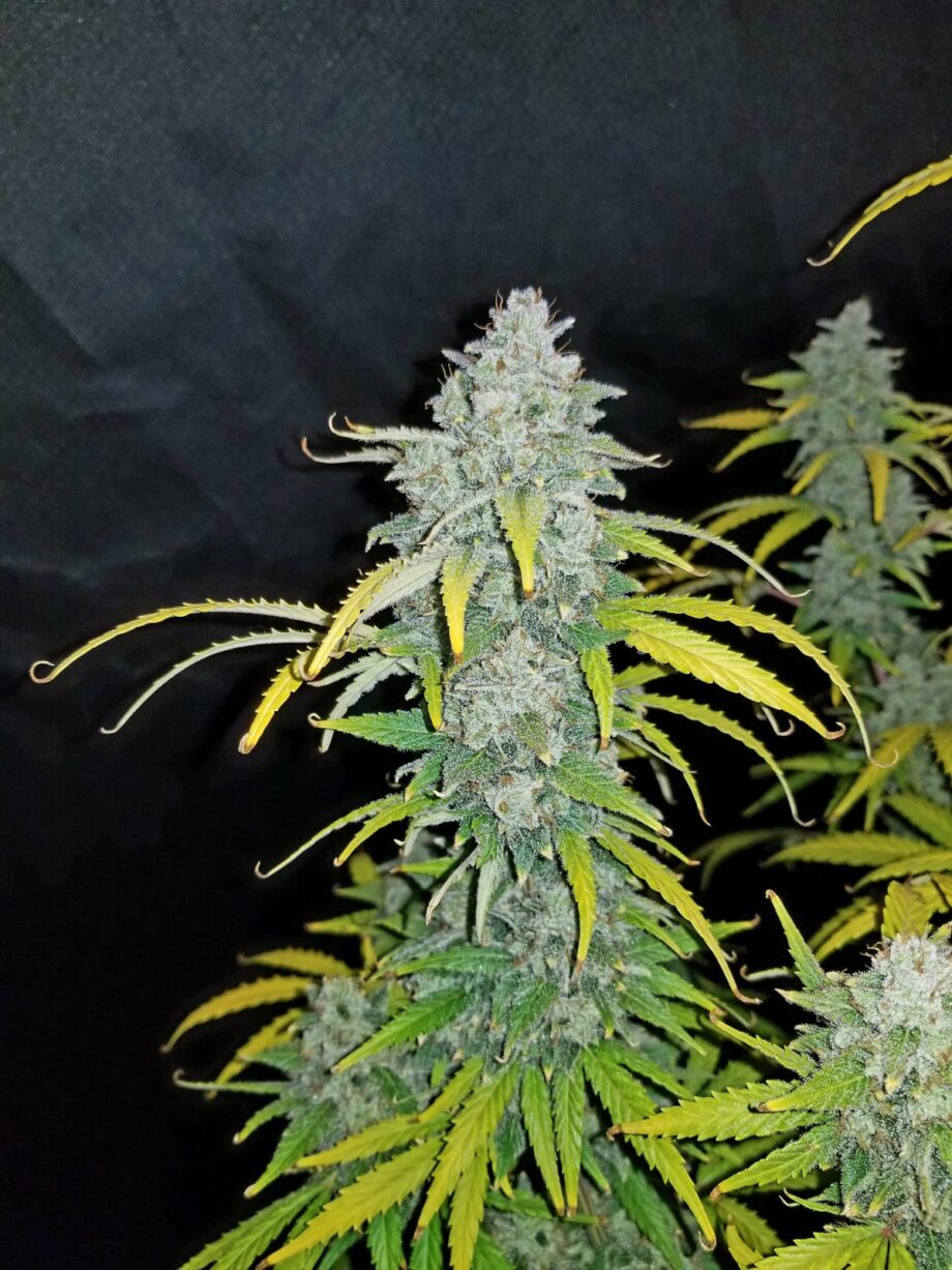 Fast Buds Blue Dream Auto