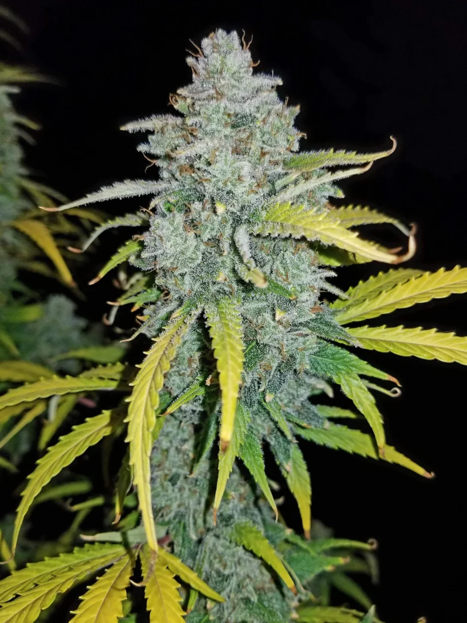 Fast Buds Blue Dream Auto