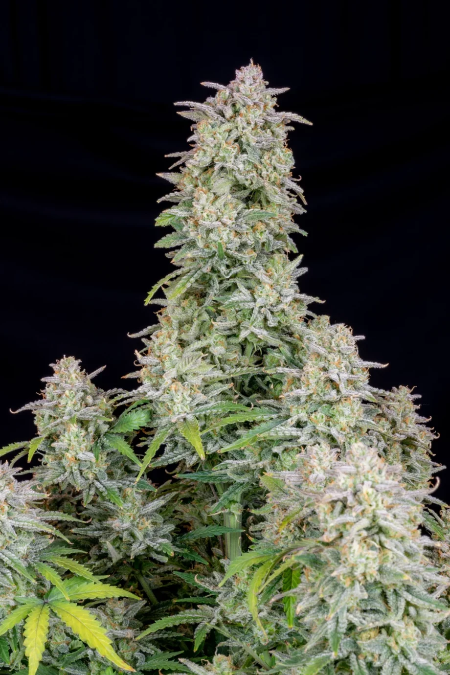 Fast Buds Forbidden Runtz Auto