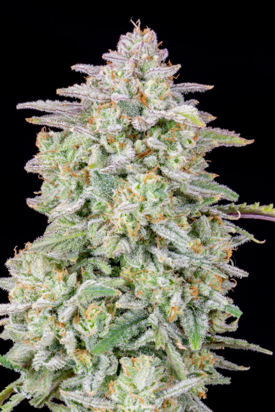 Fast Buds Forbidden Runtz Auto
