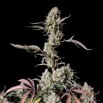 Fast Buds Gorilla Zkittlez Auto