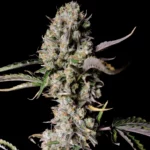 Fast Buds Gorilla Zkittlez Auto