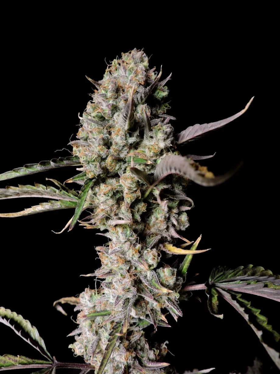 Fast Buds Gorilla Zkittlez Auto