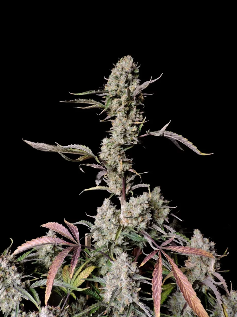 Fast Buds Gorilla Zkittlez Auto