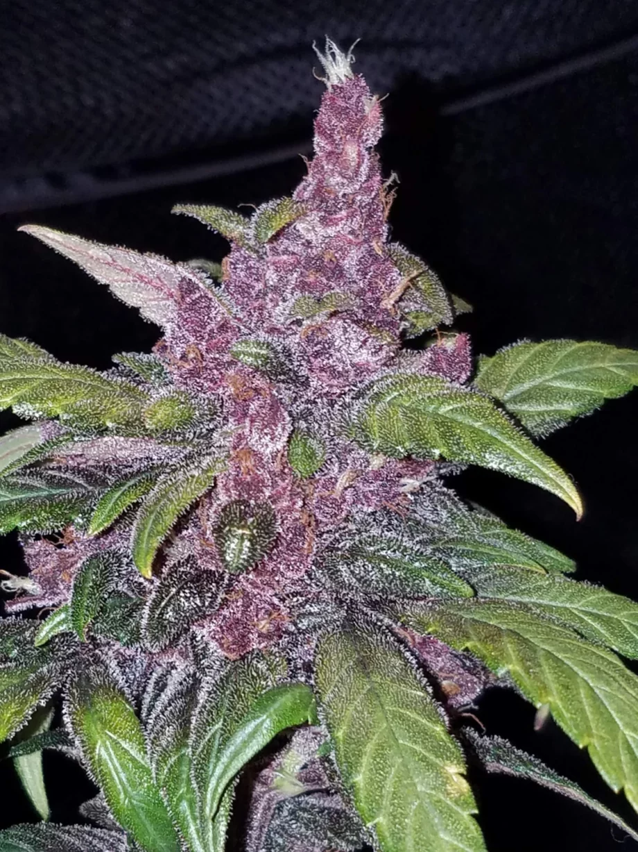 Fast Buds LSD-25 Auto