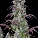Fast Buds Lemon Pie Auto