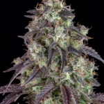 Fast Buds Lemon Pie Auto