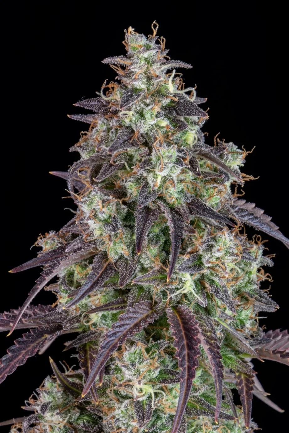 Fast Buds Lemon Pie Auto