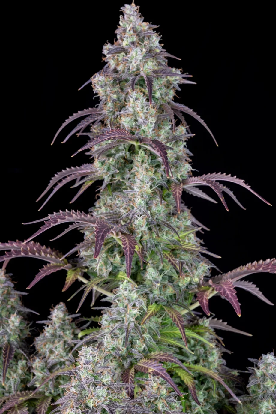 Fast Buds Lemon Pie Auto