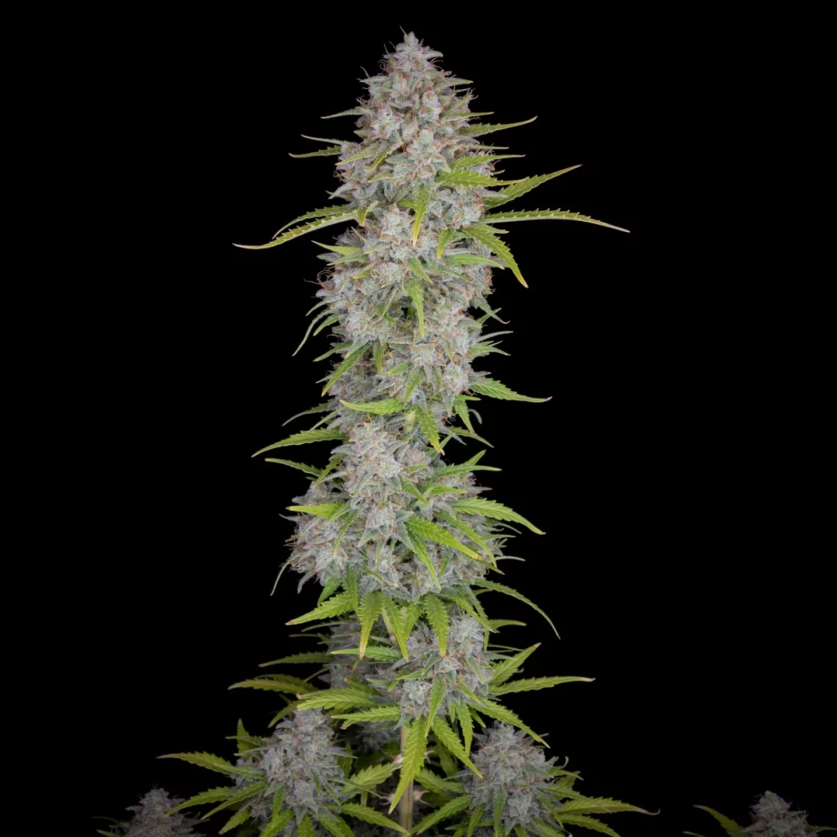 Fast Buds Orange Sherbet Auto