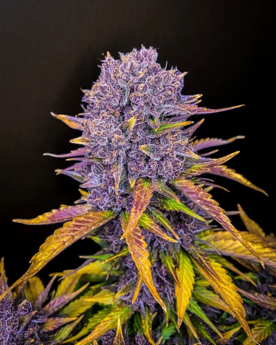 Fast Buds Purple Lemonade Auto