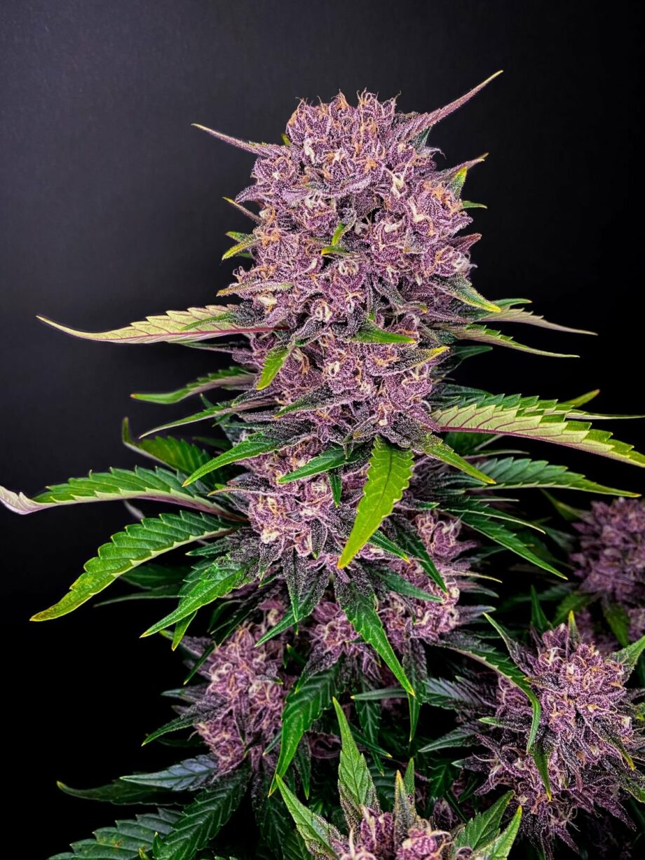 Fast Buds Purple Lemonade Auto