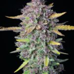 Fast Buds Purple Punch Auto